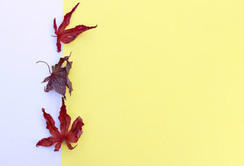 dry red maple leaves on yellow and blue background, close-up. Autumn Arrives. Fall Background. Copy space, space for text