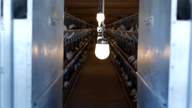 Poultry farm for broiler chickens breeding, young chickens sit in open-air cages and pecking mixed fodder, animal