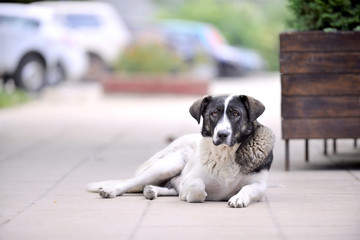 female stray dog laying on a pavement