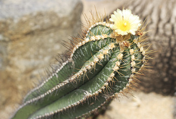 Cactus flowers, blossoming cactus close-up, Toned