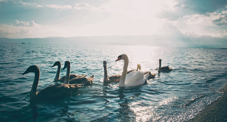 swan family on a lake ohrid in macedonia