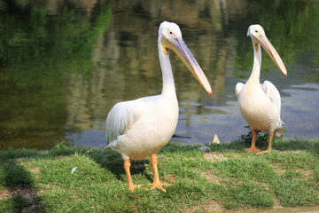 Obraz premium Great white pelicans in lake