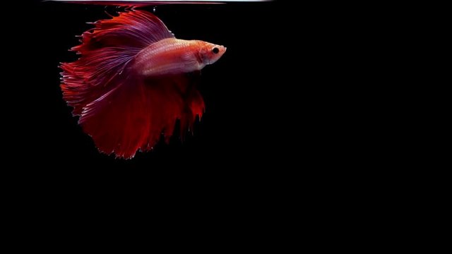 Vibrant colourful Siamese fighting fish Betta splendens, also known as Thai Fighting Fish or betta, is a species in the gourami family which is popular as an aquarium fish in super slow motion on blac