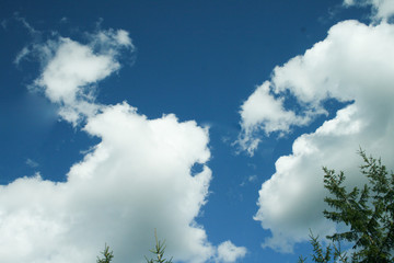 blue sky with white clouds and green tree branches in corner