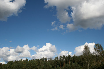 Pine trees forest tops on blue sky with white big cumulus clouds as summer background