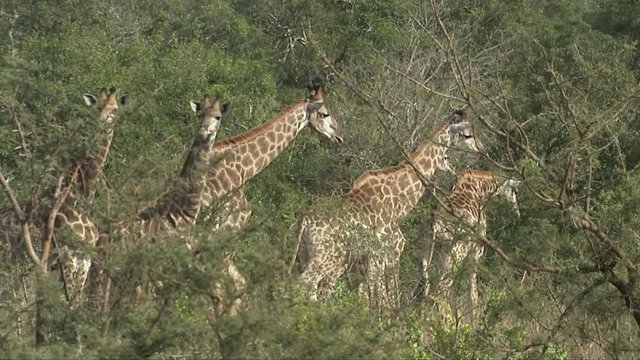 A wide shot giraffes walking and eating cud in the veld.Two stay behind well the herd walks on.