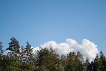 Pine trees forest tops on blue sky with white big cumulus clouds as summer background