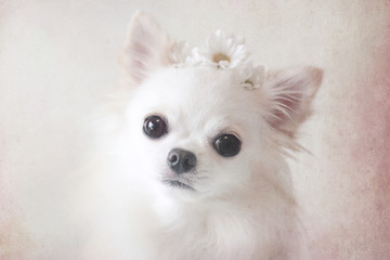 菊の花とチワワ 2