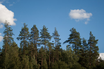 Pine trees forest tops on blue sky with white big cumulus clouds as summer background