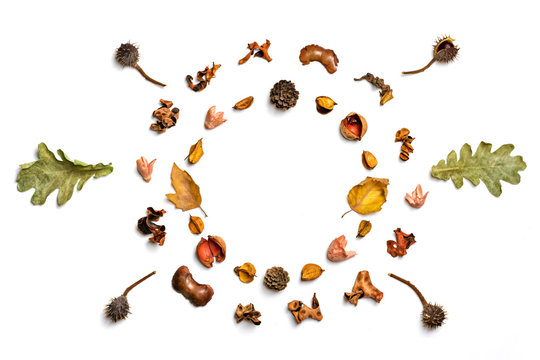 Creative pattern arrangement. Autumn composition made of dried leaves, berries and flower on white background. Flat lay, top view, copy space, empty text,mock up Inscription Autumn sale © bmarya83