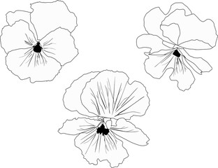 three garden violet flowers outlines isolated on white