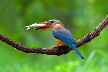 Stork-billed Kingfisher Bird