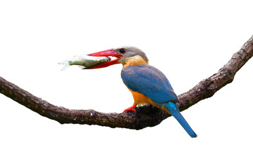 Stork-billed Kingfisher Bird