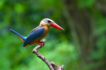 Stork-billed Kingfisher Bird