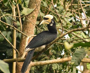 Fototapeta premium The great Hornbill