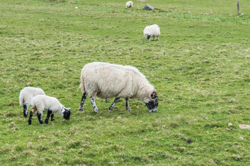Sheep and Lambs eating grass in the scottish highlands with mountain view on a cloudy day