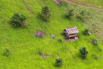 Little house in the middle of mountain paddy field, rice growing in mountain, Nan Province,...