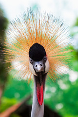 Portrait of wild grey crowned crane against jungle. Close up view of crane head with crest looking at camera on green background. Wildlife and Africa savannah inhabitants, exotic tropical birds. © Tropical studio