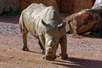 Obraz premium Nosorożec biały