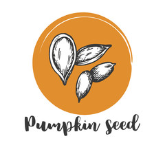 Pumpkin seed Vintage hand drawing of seeds Vector illustration Retro design