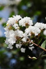 夏の白い花　サルスベリ