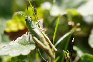 Grashüpfer