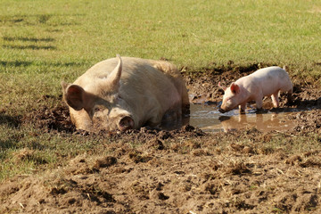  Female (sow) in a wallow with a small pig.