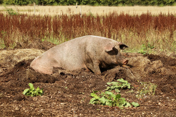 Big swine on the field.