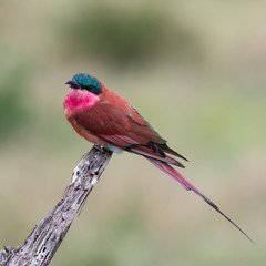 Colorful southern carmine bee-eater bird on neutral background, perching, view from side
