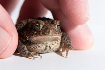 Toad in a hand 1
