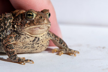 Toad in a hand 15