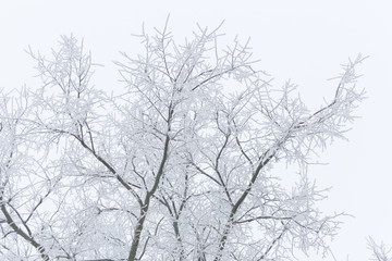 winter frosty branches on a white background
