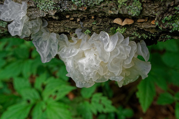Mushroom Tremella fuciformis