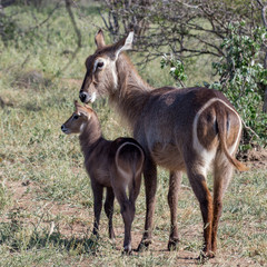 Wild waterbuck cow and calf in natural environment