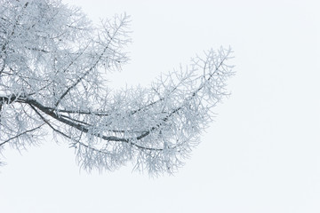 winter frosty branches on a white background