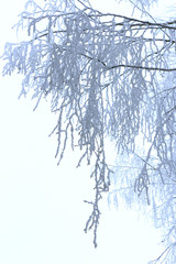 winter frosty branches on a white background