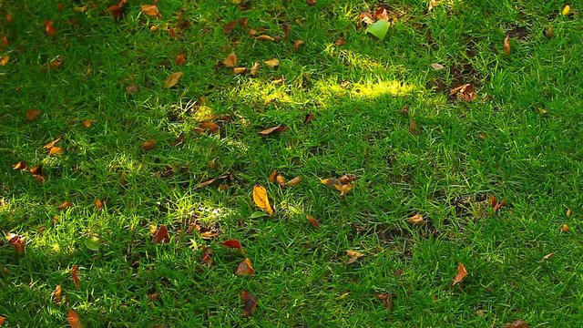Green Grass Tree shadow hd footage