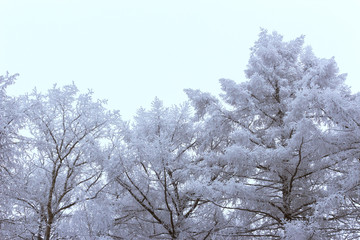 winter frosty trees on a white background