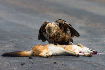 Juvenile bateleur claiming carcass of jackal killed on road