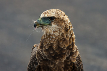 Juvenile bateleur  portrait of face on clean background, side view
