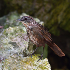 Greyish Limestone-babbler Bird