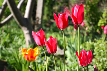 Yellow and red tulips in spring closeup
