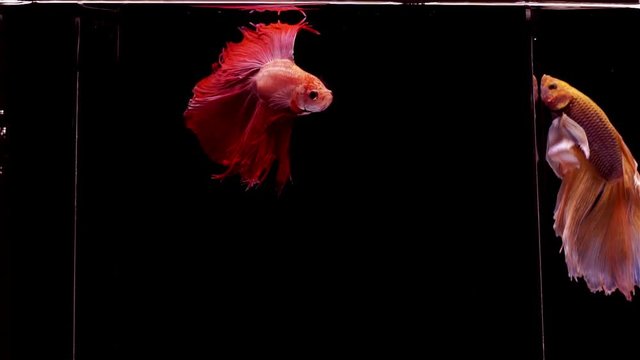 Vibrant colourful Siamese fighting fish Betta splendens, also known as Thai Fighting Fish or betta, is a species in the gourami family which is popular as an aquarium fish in super slow motion on blac
