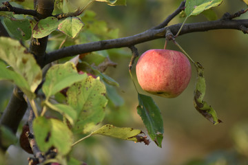 Vibant red apple on a branch.