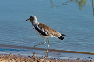 White-crowned lapwing bird with prominent wing spurs, side
