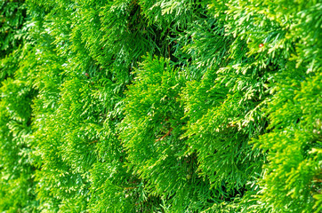 Green shrub thuya, planted evenly trimmed. Background bush, nature