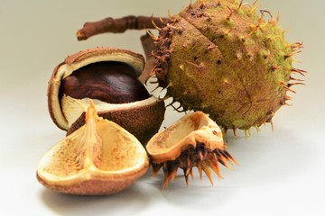 Zwei Kastanien mit Detail der Hüllen