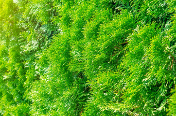 Green shrub thuya, planted evenly trimmed. Background bush, nature