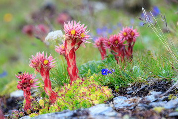 Beautiful alpine rock meadow close up with Mountain Houseleek (Sempervivum Montanum) pink succulent with tight rosettes on a mountain in the swiss alps in summer