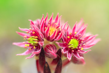 Beautiful close up macro of a Mountain Houseleek (Sempervivum Montanum) pink succulent with tight rosettes on a mountain in the swiss alps in summer in switzerland